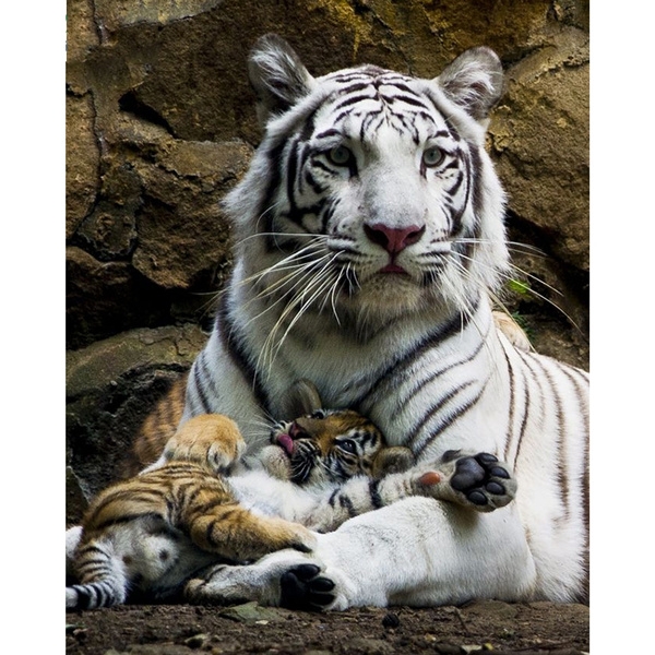 Rappresentazione visiva dell'articolo: Chiamale emozioni… PET economy un tenero megatrend col “turbo”.